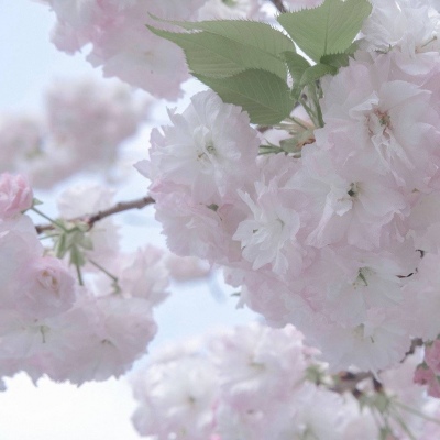 洛宁福瑞交流群